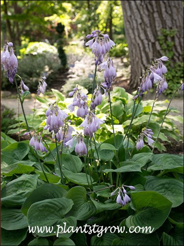 Heartleaf Hosta